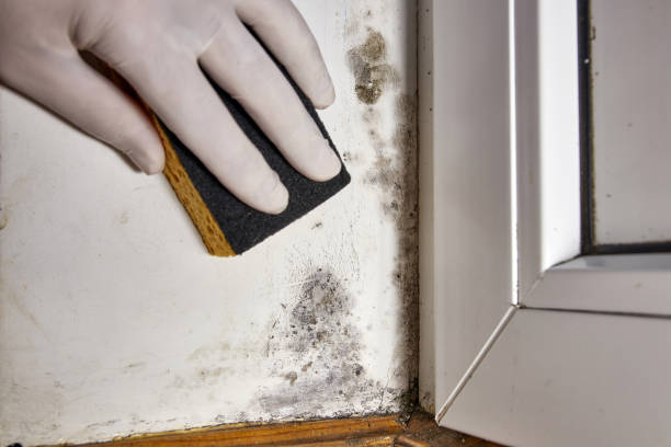 Mold Removal for HVAC Installations in Vinton, LA